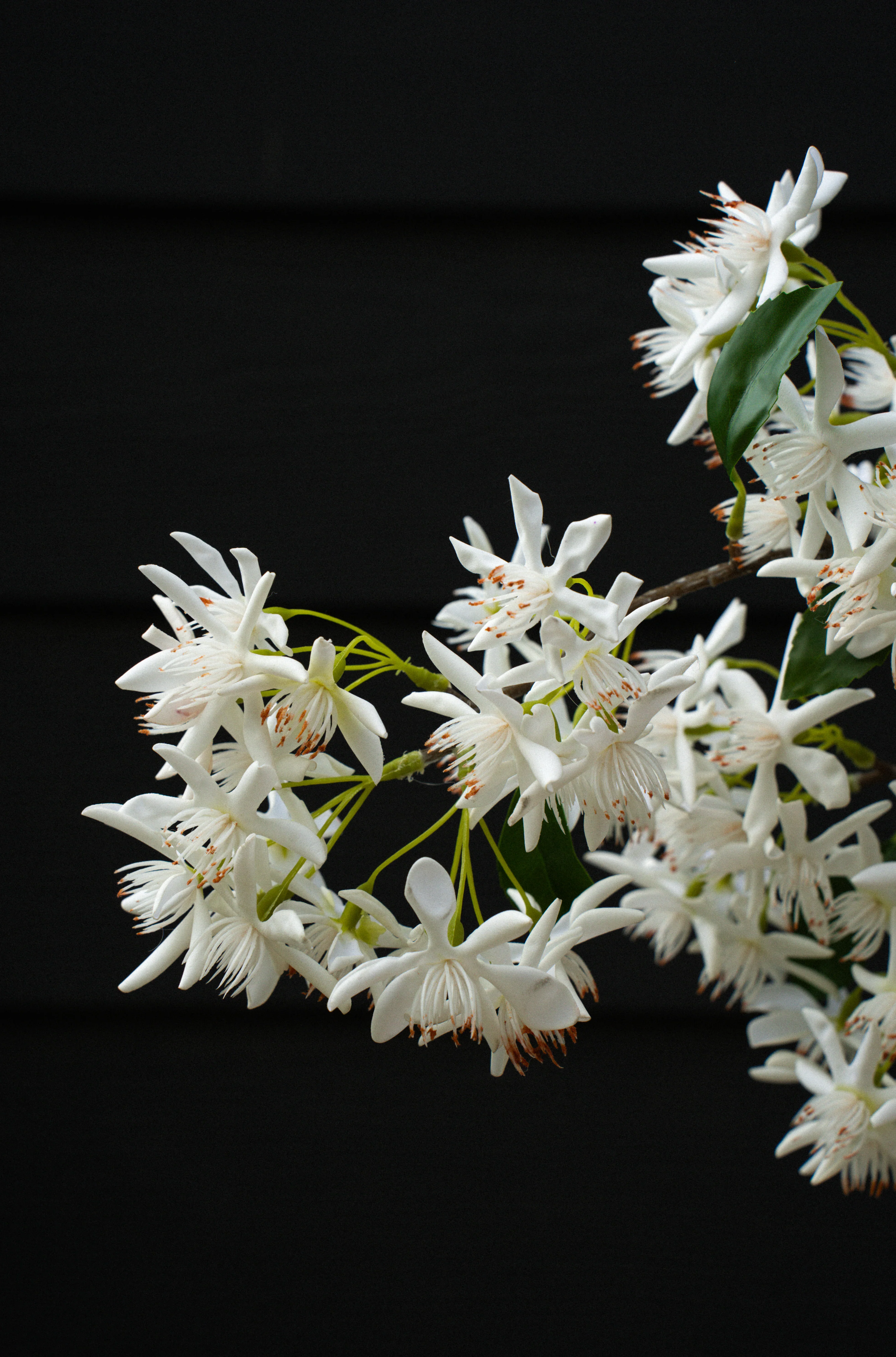 INDABA - STAR MAGNOLIA REAL TOUCH BRANCH - Image 4